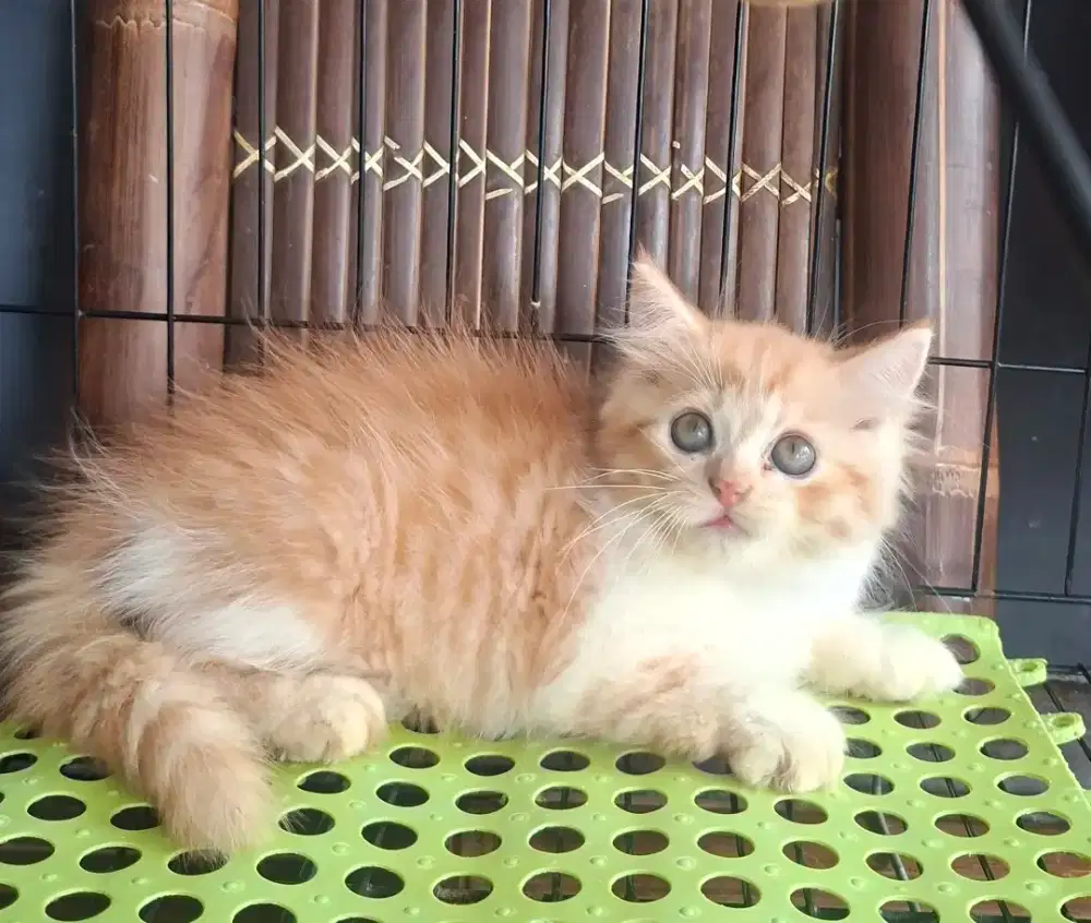 Anak kucing anggora/kitten flatnose betina /kucing persia betina