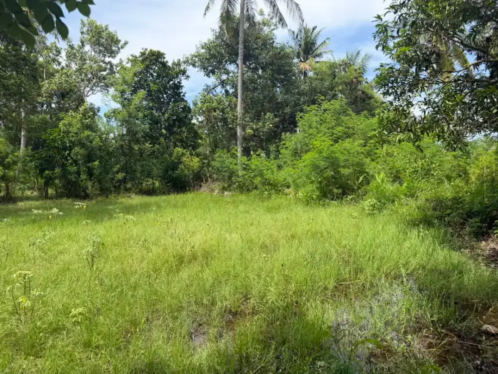 Tanah Strategis area Bandara Sumbawa - Harga Kompetitif (Status SPPT)