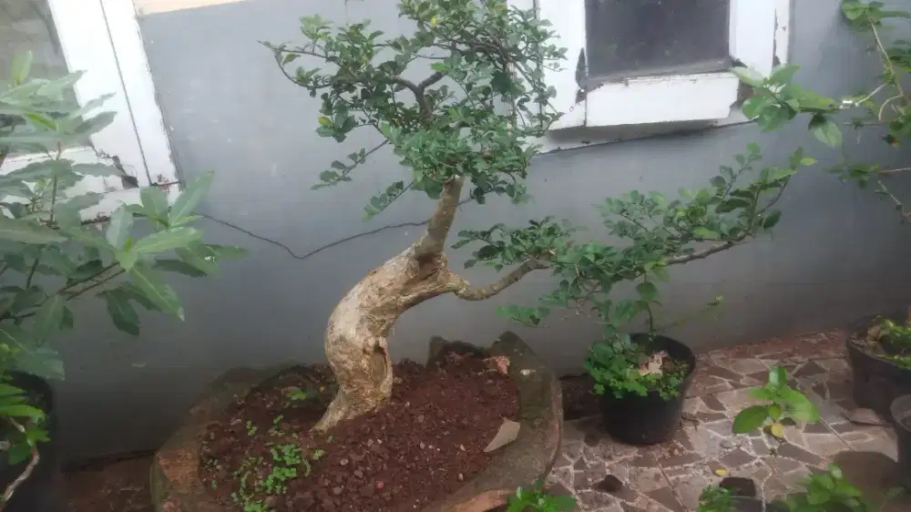 Bonsai / tanaman hias