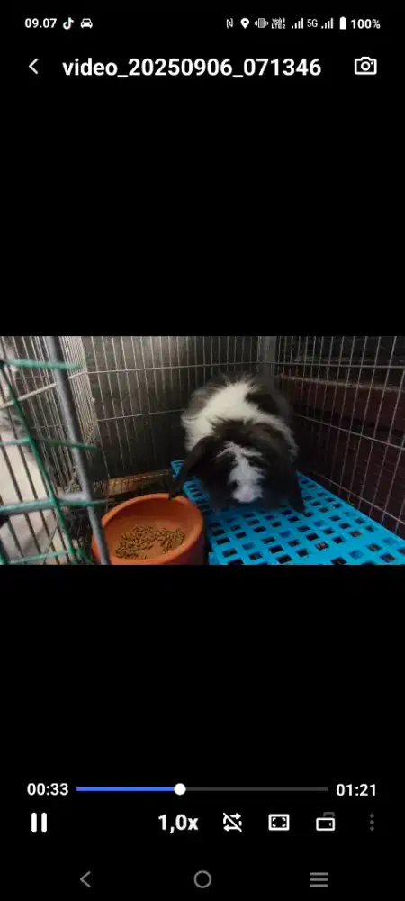 Kelinci anggora dan Fuji lop