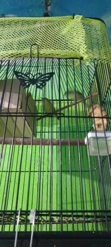 Dakun kacial sepasang