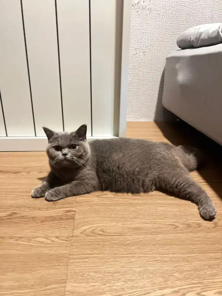 Kucing BSH British short hair gendud lucu gemes