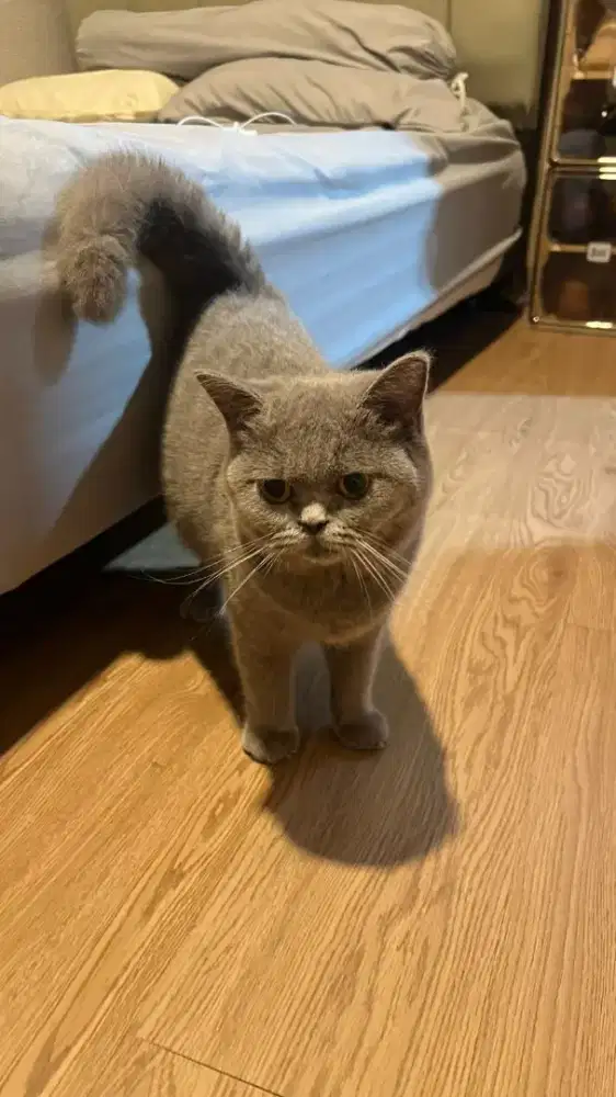 Kucing BSH British short hair gendud lucu gemes