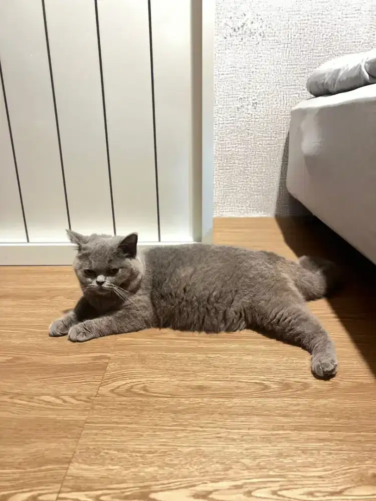 Kucing BSH British short hair gendud lucu gemes