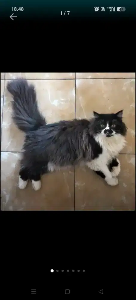 KUCING persia longhair big bone