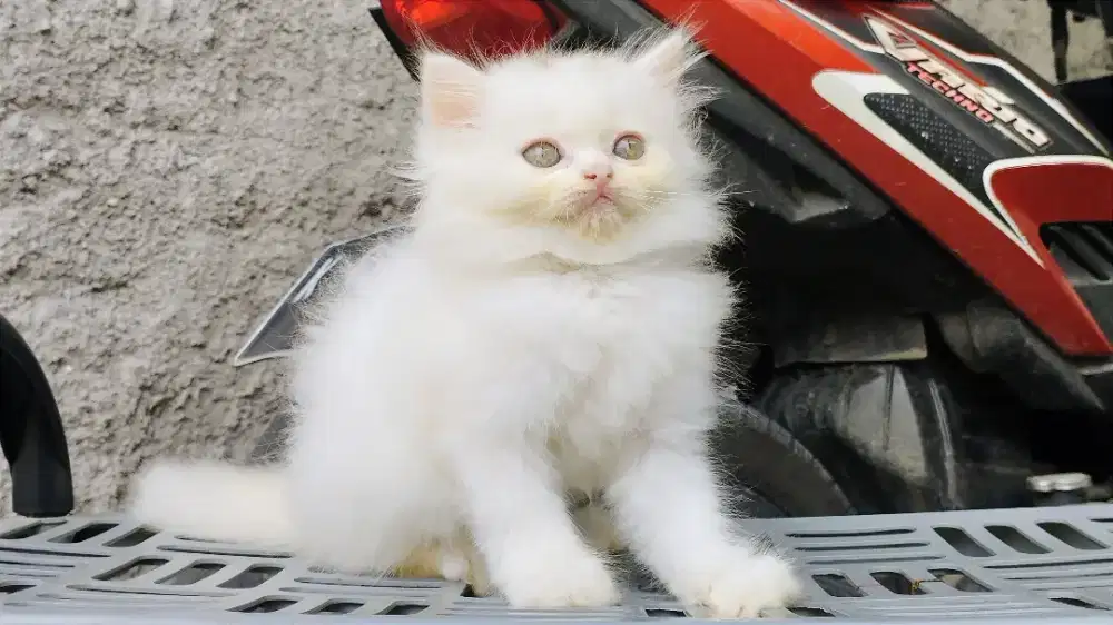 Kucing persia kitten