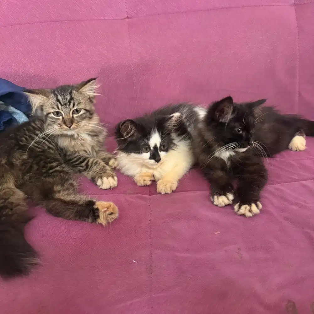 Open adopsi kucing persia mix anggora ada 3 ekor