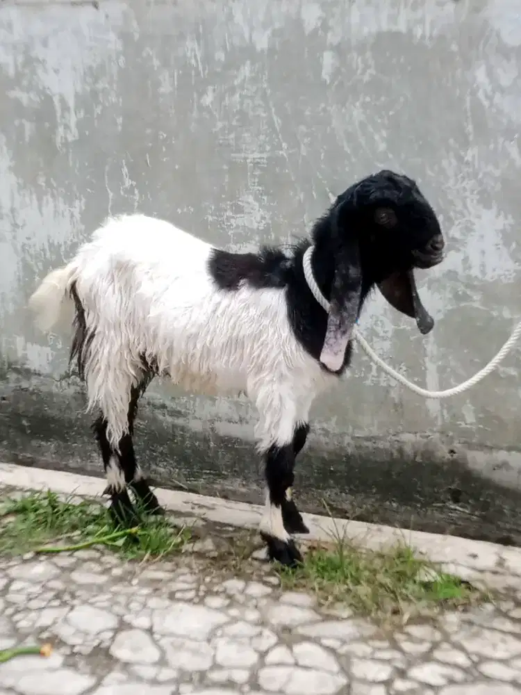 Kambing etawa jantan