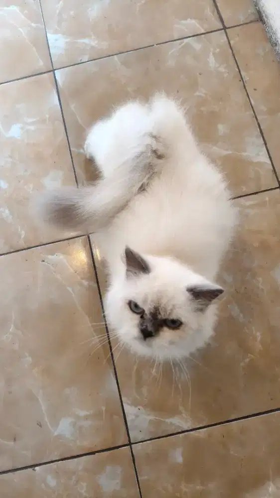 Kucing persia longhair bulu kapas indukan dan 2 anak