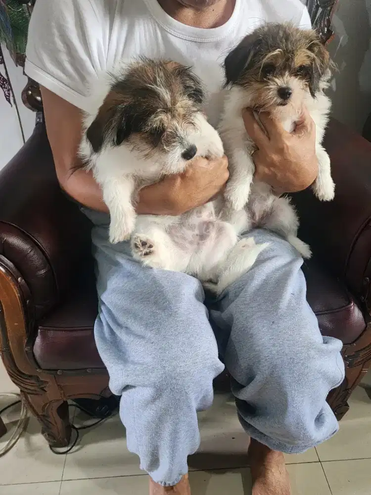 Anak Anjing Tzitsu Jantan dan Betina