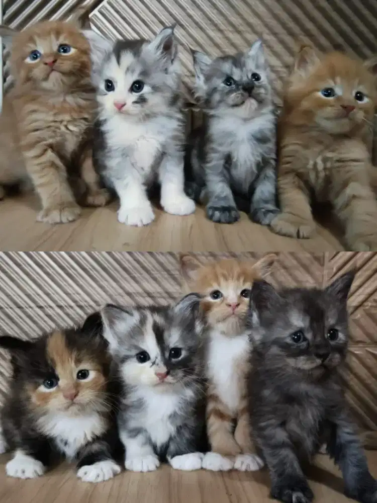 Kucing Menkun mainecoon mainkun asli ibu PED