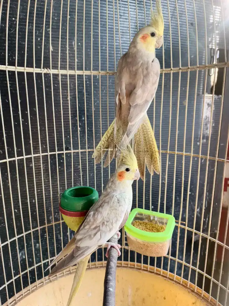 Falk Australia Sepasang siap ternak