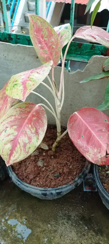 Pohon Gaharu, Aglonema big roy