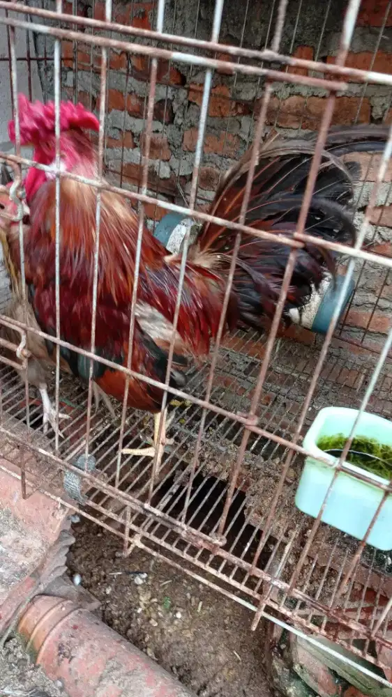 Ayam jago kate gagah