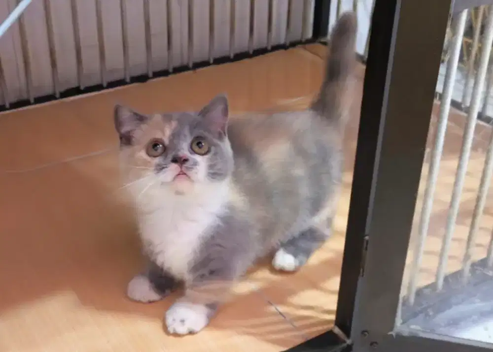 Kucing kitten munchkin bsh dilute calico betina