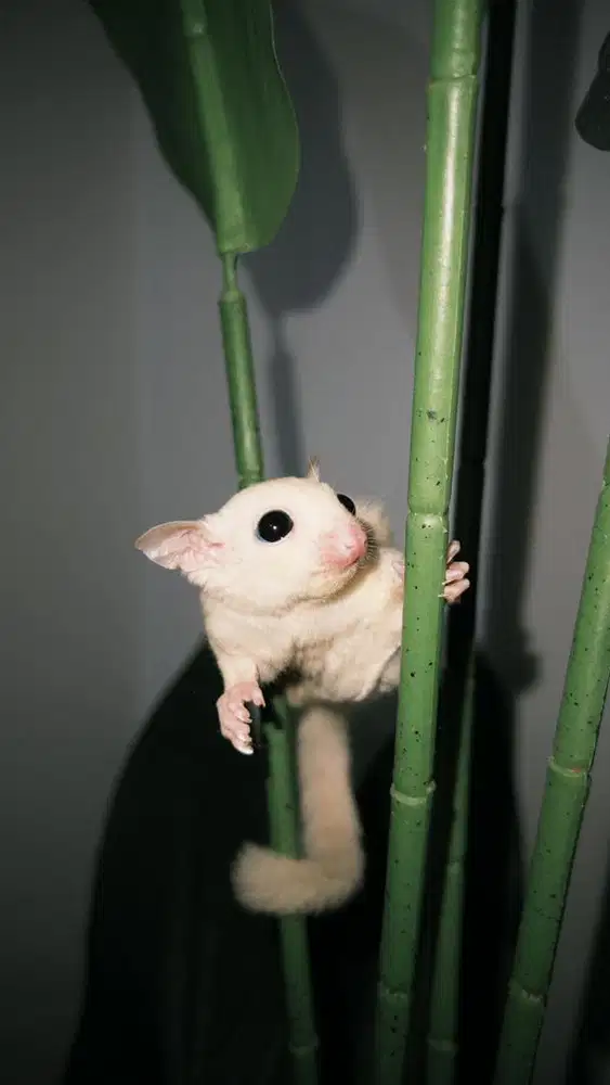 sugar glider leucistic betina
