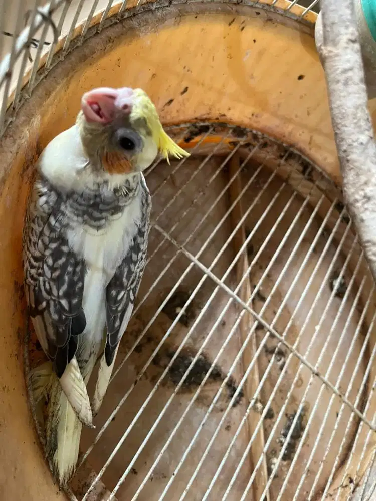 Dijual burung falk cinamon pied muda jinak