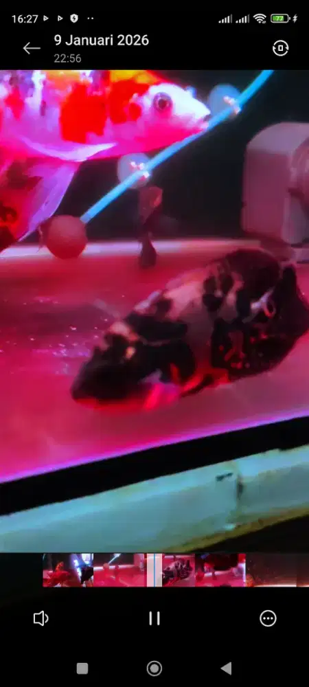 Ikan Oscar black Tiger