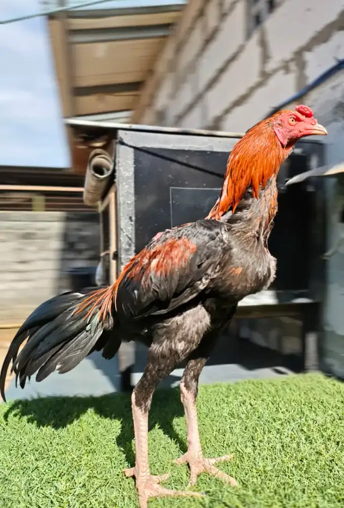 Ayam bangkok pakhoy muda