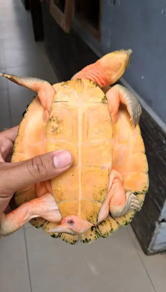 Kura kura dada pink, dapink, bukan brazil atau Res