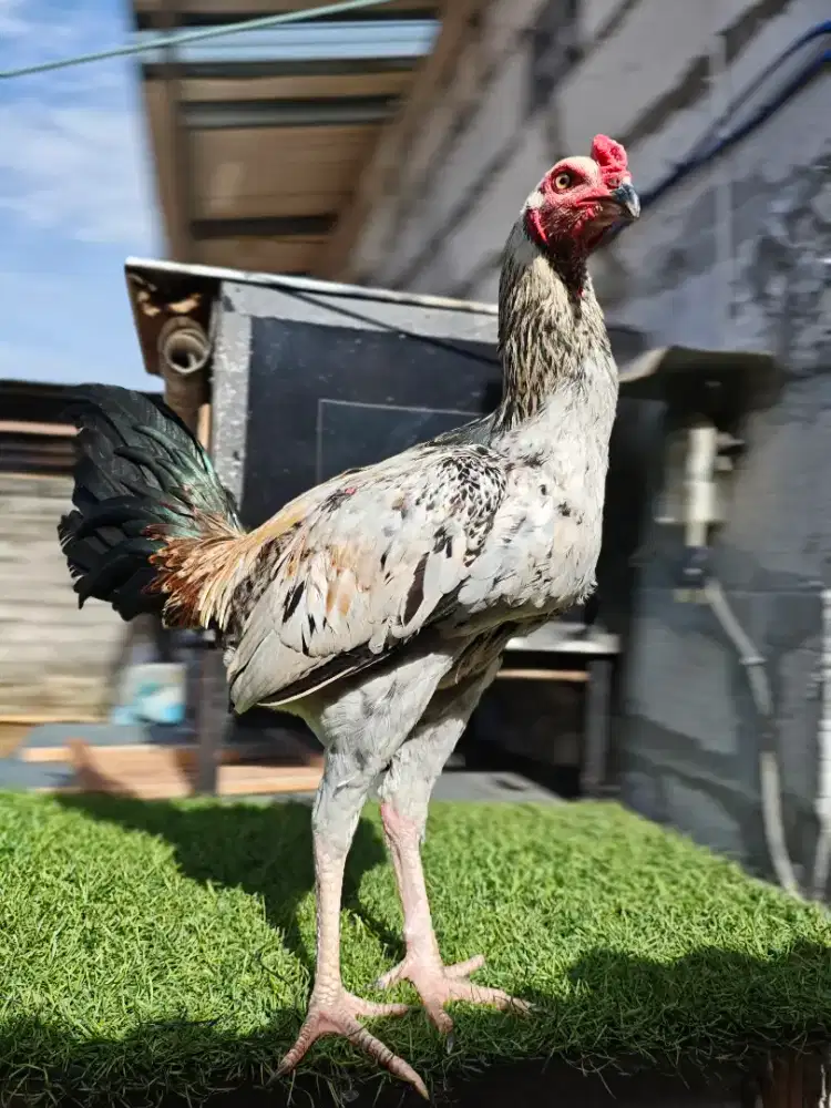 Ayam bangkok pamangon ninja