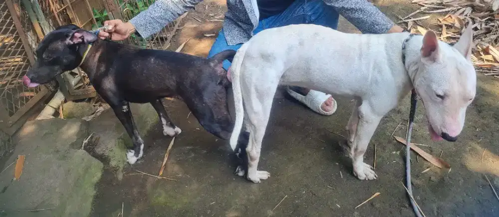 Anjing Terpit mix darah pitbull dan bullterier