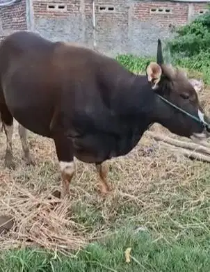 sapi qurban ras sapi bima 300kiloan siap hewan kurban terbaik 2026 top