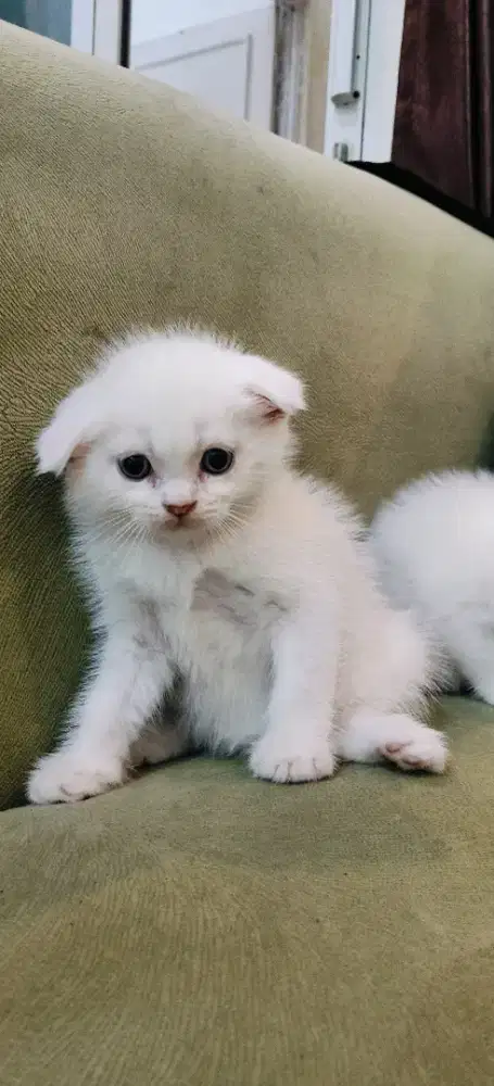 Lepas Adopt Scottish fold putih