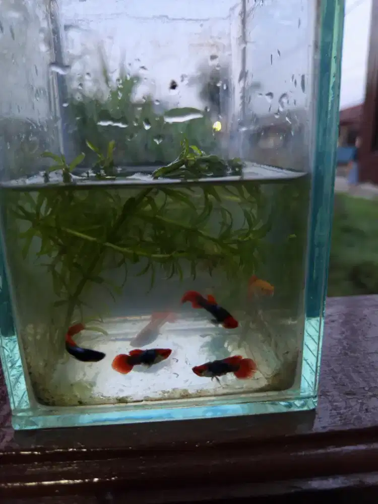 Ikan Guppy tuxedo dan albino size induk