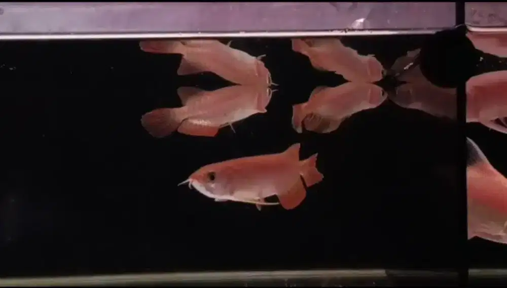 Arowana Super Red size 16cm