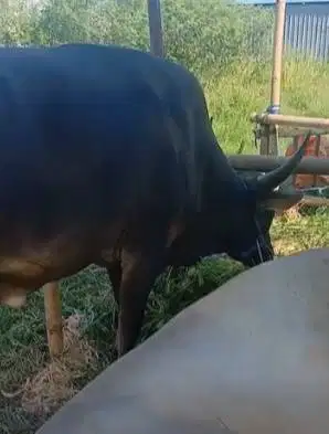 sapi qurban ras sapi bima 300kiloan siap hewan qurban terbaik 2026 top