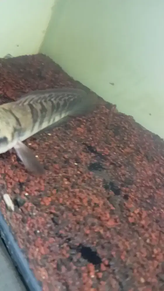 Channa red Barito simet 66 size 15 cm