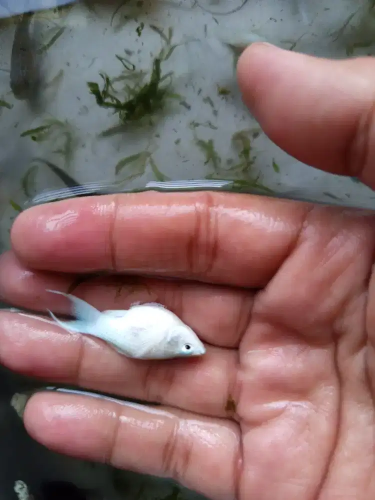 Ikan molly platinum,dan jenis molly lainnya.