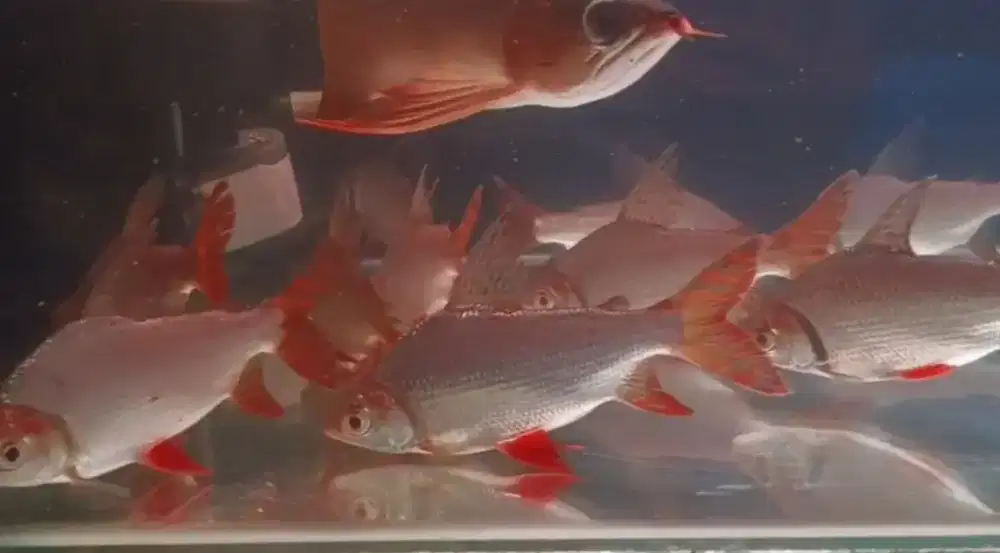 Ikan RFF (red feifeing) size 18cm