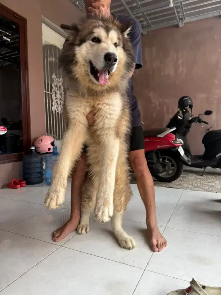 alaskan malamute