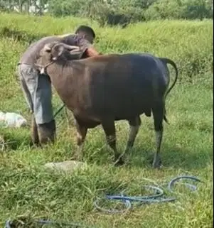 sapi bima 300kiloan siap sapi qurban terbaik 2026 2 tahunan murmer ok