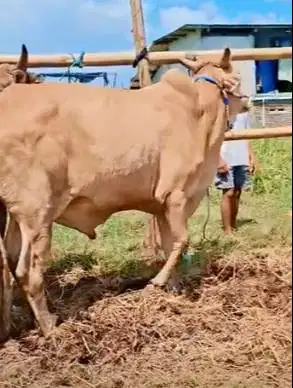 sapi bima 300kiloan siap sapi qurban terbaik 2026 2 tahunan murmer ok