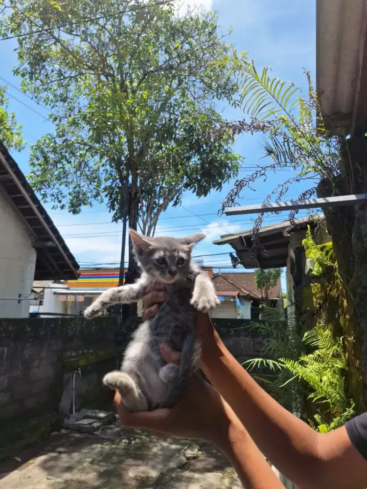 Open adopt kucing persia mix