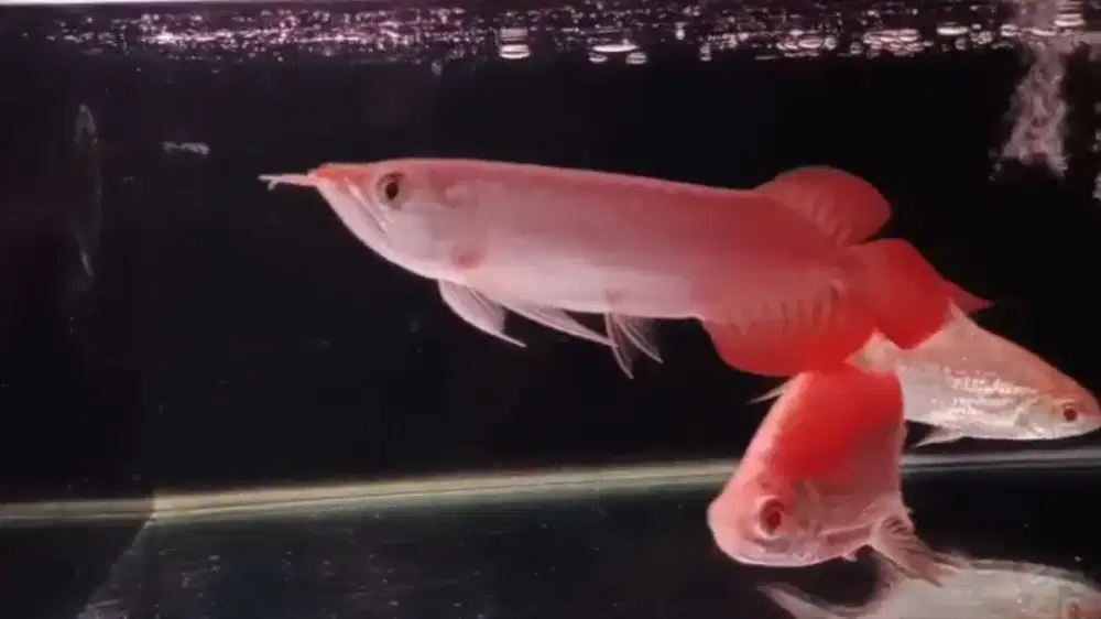 Arowana Super Red size 18/19cm