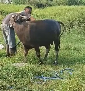 sapi bima 300kiloan siap sapi qurban terbaik 2026 murmer jamin manteb