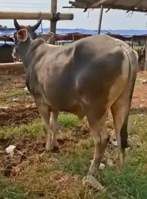 sapi bima 300kiloan siap sapi qurban terbaik 2026 murmer jamin manteb