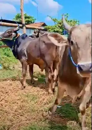 sapi bima 300kiloan siap sapi qurban terbaik 2026 murmer jamin manteb