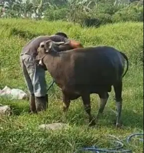 sapi qurban 300kiloan ras sapi bima siap hewan kurban terbaik 2026 top