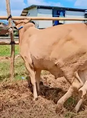 sapi qurban 300kiloan ras sapi bima siap hewan kurban terbaik 2026 top