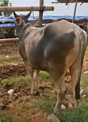 sapi qurban 300kiloan ras sapi bima siap hewan kurban terbaik 2026 top