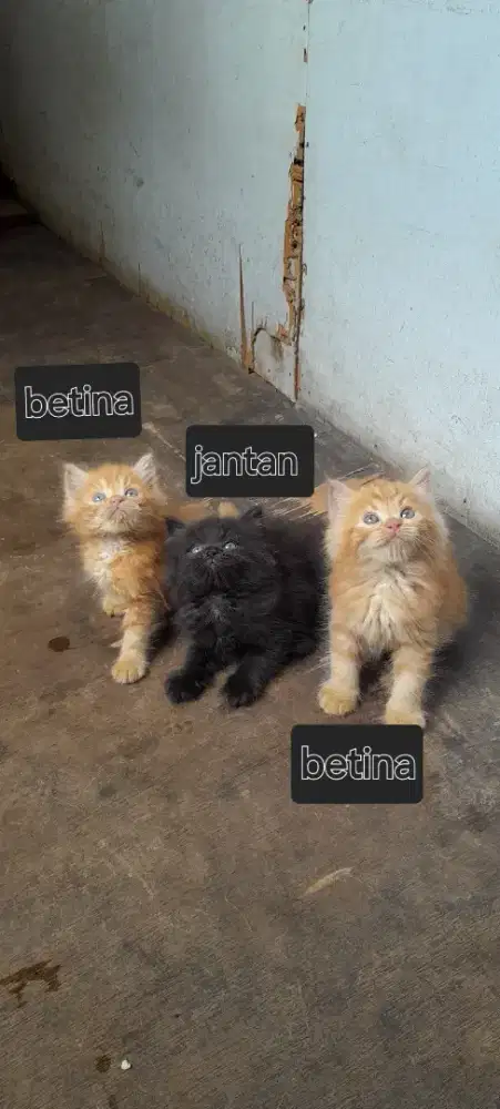 Kitten munchkin non standar jantan dan betina