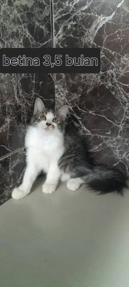 Kitten munchkin non standar jantan dan betina