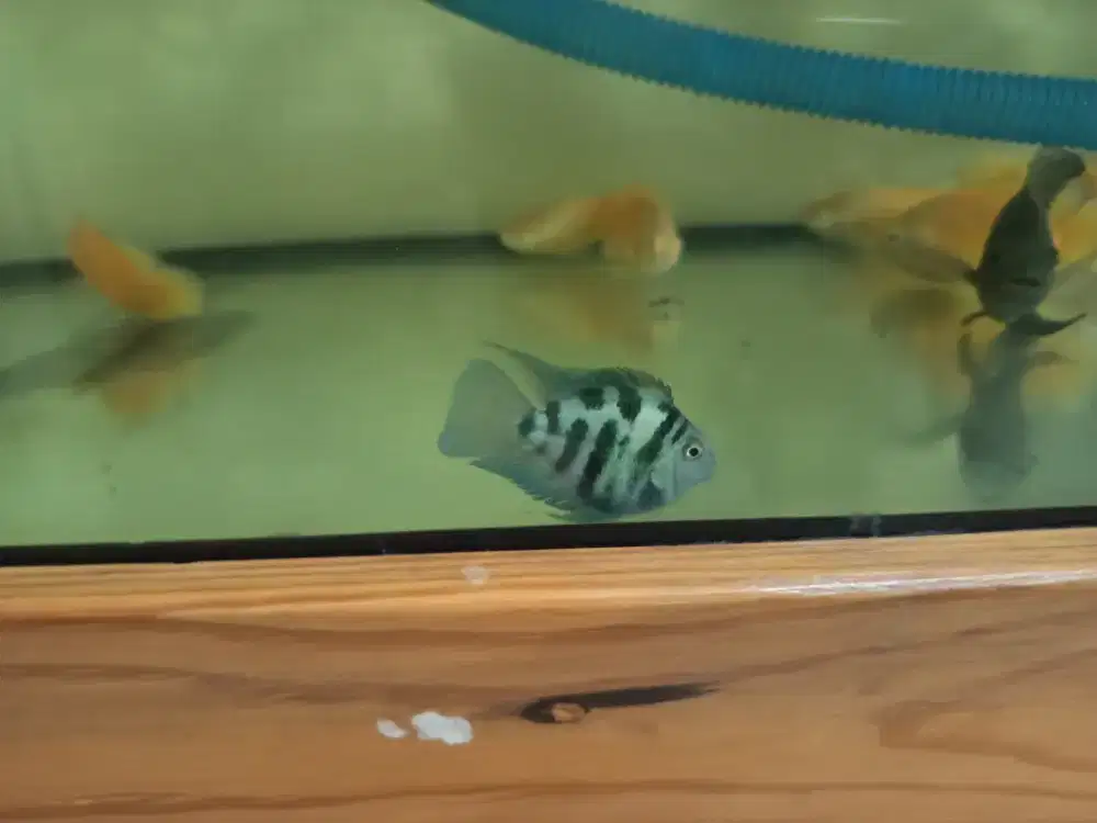 Ikan hias blue polar indukan