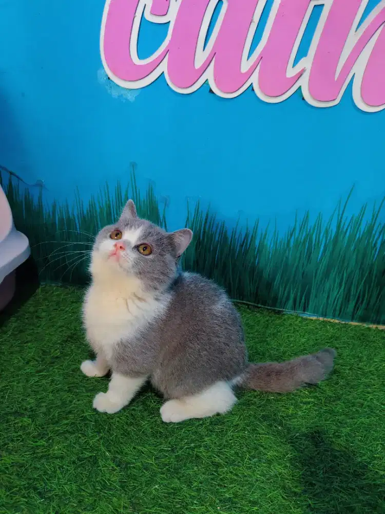 BSH Blue Solid LinePed Betina Kitten British Short Hair Pure