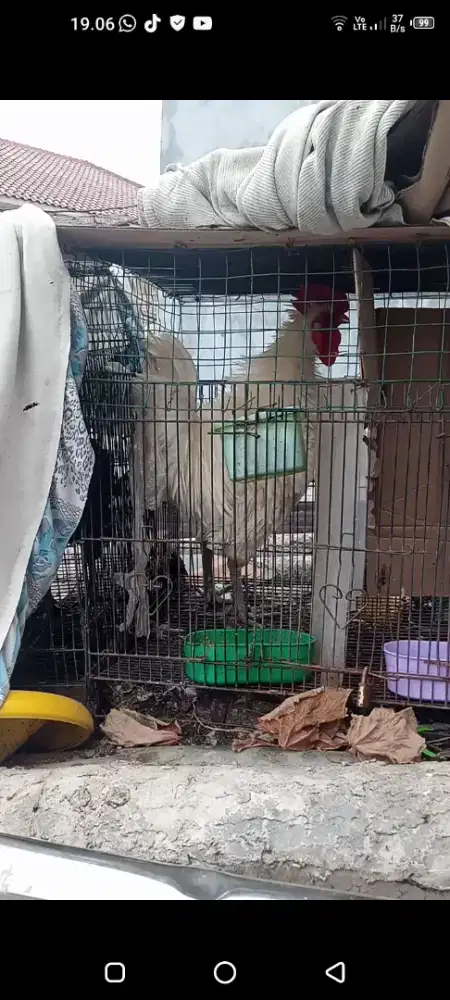 Ayam ketawa bulu walik putih polos suara seram